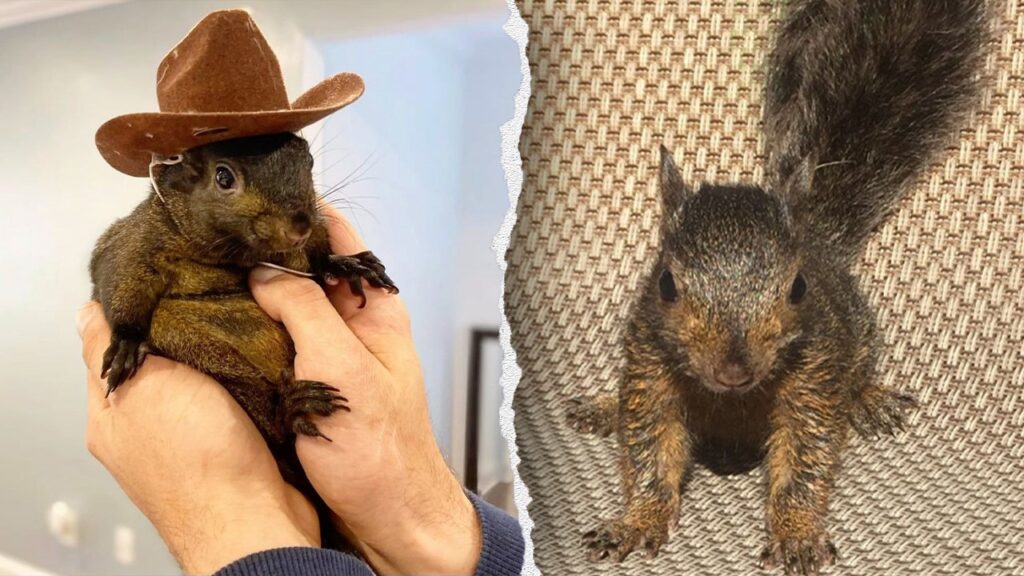 Peanut the pet squirrel taken away by New York state officials from adopted home, may be euthanized