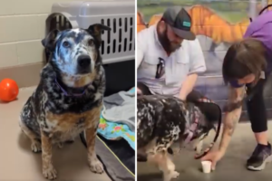 Terrified Shelter Dog Finally Finds ‘His Person’- Now They’re Traveling US