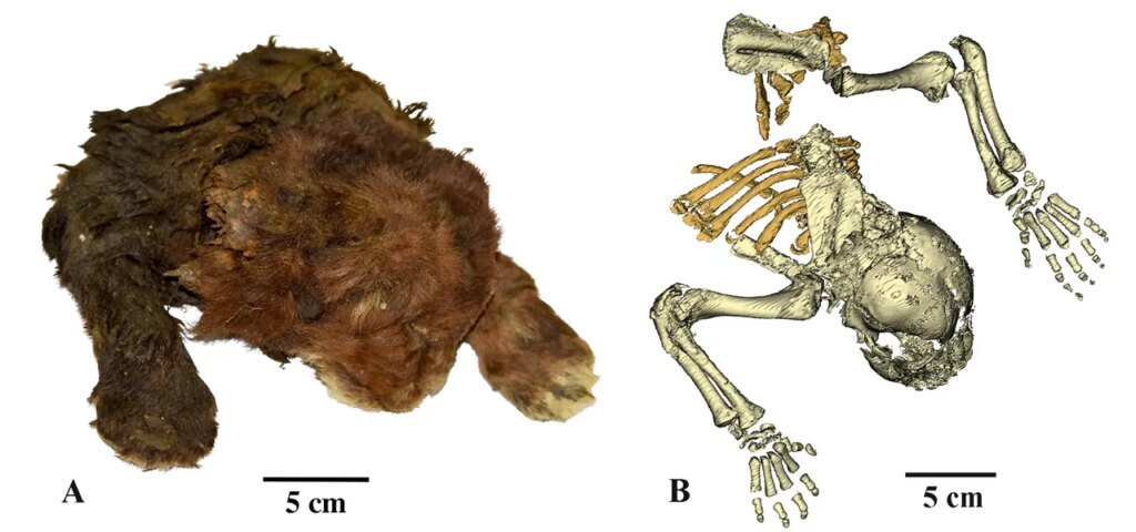 Scientists study ‘very rare’ frozen remains of 35,000-year-old saber-toothed cub