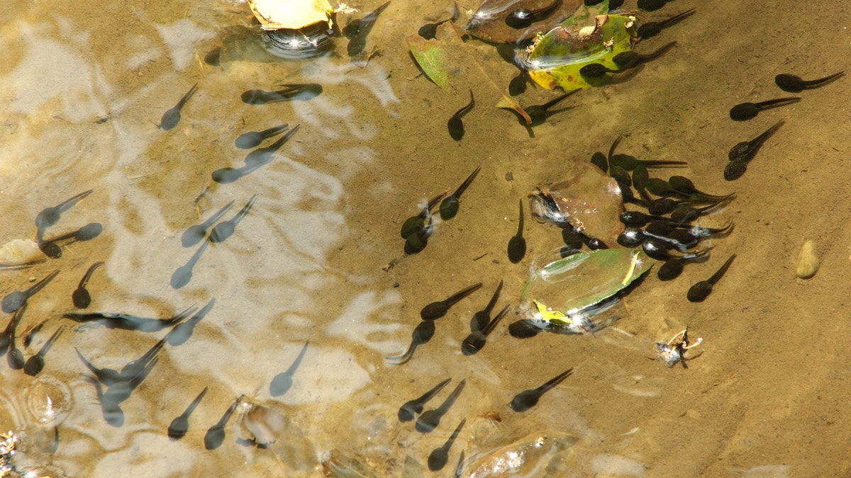 Tadpoles swimming in a stream