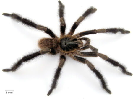 New Feather-Legged ‘Hairy Giant’ Tarantula Discovered