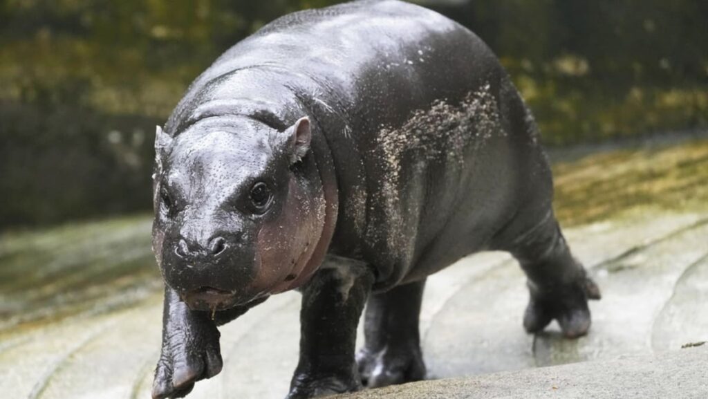 Thailand’s baby pygmy hippo Moo Deng’s official song Moodeng Moodeng available in 4 languages