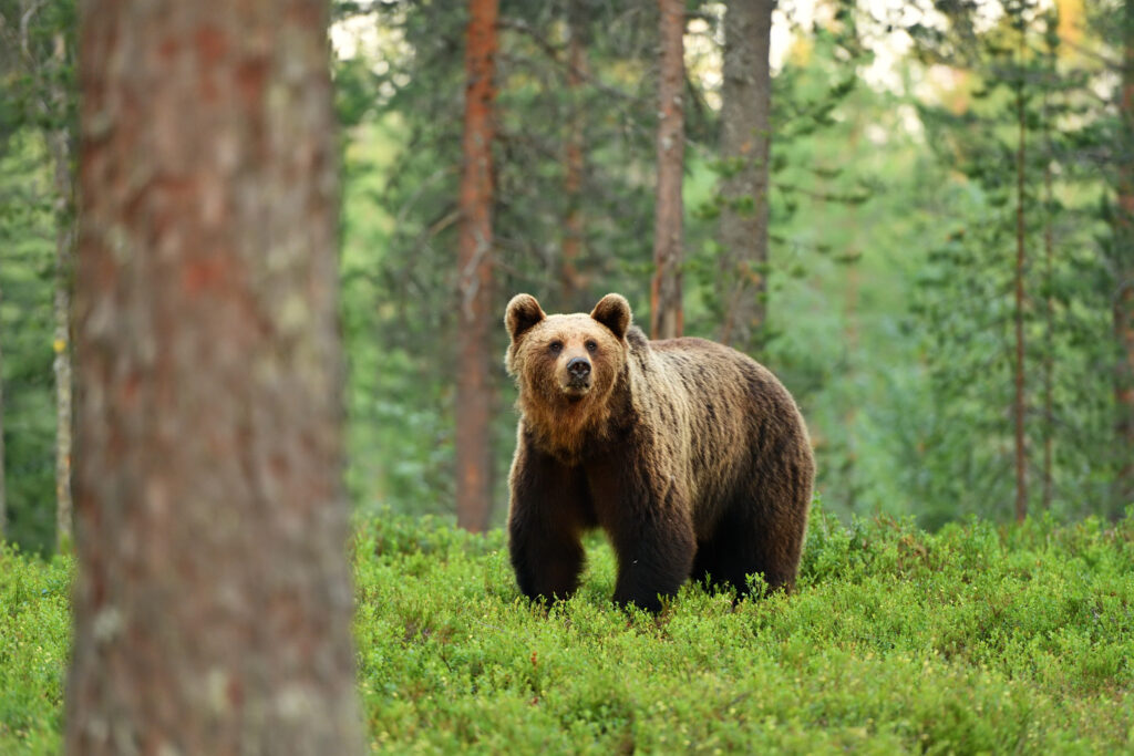 Woman Walks Down Stairs and Finds Bear in Her Kitchen in Shocking Clip