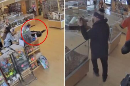 Shameless dog-nappers fake a seizure to steal puppies from Colorado pet store: video