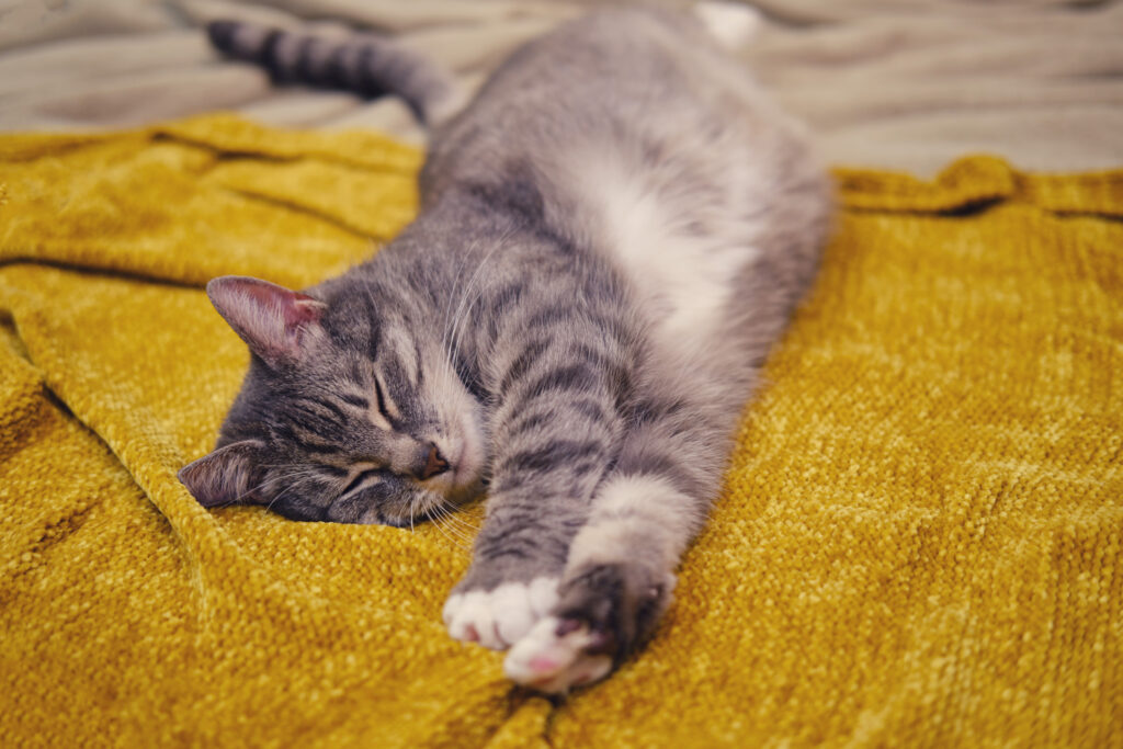 Cat Who Lived Outside Her Whole Life Discovers a Bed for the First Time