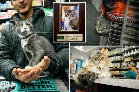 Exclusive | Bodega cat ‘certification’ plan seeks vet care for four-legged deli workers: ‘Most of them are abused’