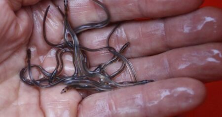 As elver fishery season set to launch, N.S. First Nation rejects federal rules