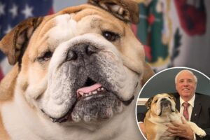 US Sen. Jim Justice’s pet bulldog, Babydog, seen in official government portrait: ‘She makes us smile’