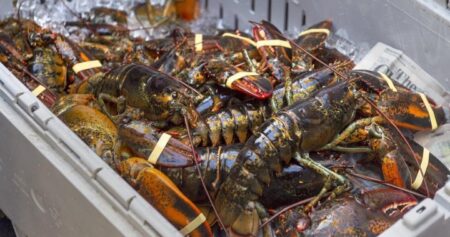 From lobsters to oil and gas: Maritime businesses unsure of U.S. tariff impact