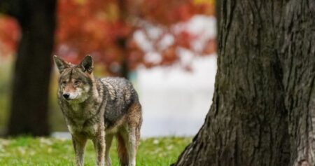 Toronto pledges action on coyotes after incidents in Fort York, Liberty Village areas