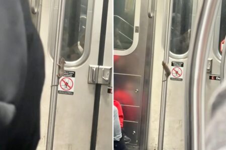 ‘Diva’ rat puts on raunchy pole performance on NYC subway