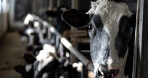 Does Canada really tariff U.S. dairy 250% and above? It’s complicated