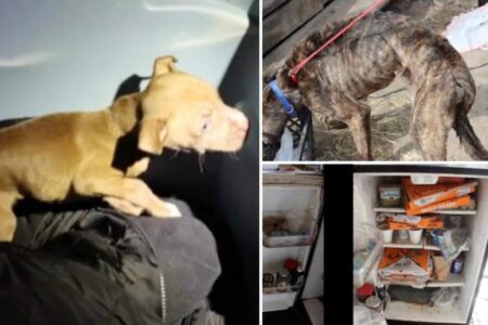 Three arrested after dead puppy found in pizza box inside ‘deplorable’ Michigan house