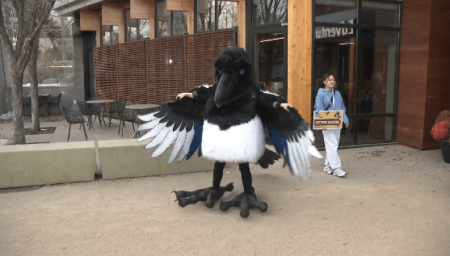 Top 3: Edmontonians asked to vote on local bird to represent city