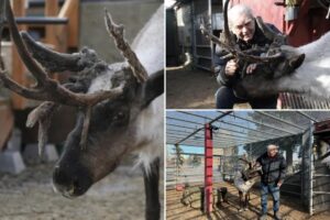 Iconic pet reindeer in Alaska falls mysteriously ill after someone tampers in his pen