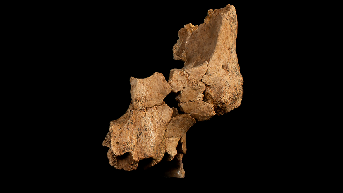 a fossil of the left midface of a hominin