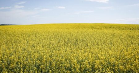 ‘Uncertainty always lowers the price’: Tariffs a burden on prairie canola farmers