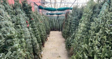 City of Edmonton ending curbside Christmas tree pickup