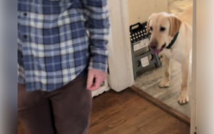 Rescue Dog Realizes She’s in a House for First Time, Reaction Goes Viral