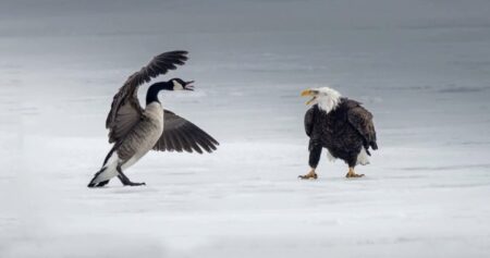 Canada Goose vs. bald eagle: Photographer captures bird battle on Lake Ontario