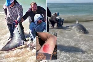 North Carolina fishermen fight, wrestle great white shark for over 30 minutes in wild video: ‘Still on cloud nine’