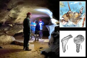 Ancient tiny shark species discovered at Mammoth Cave National Park