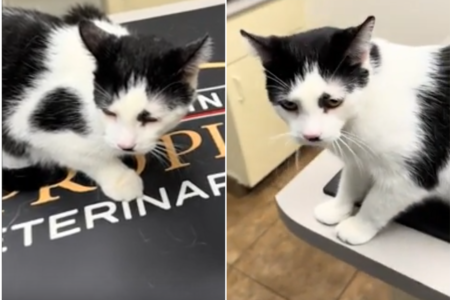 Woman Takes Cat To Vet, Then Realizes What Was in the Carrier: ‘Surprise’