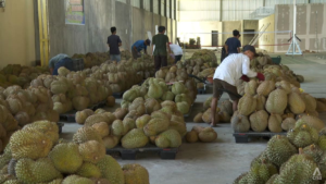 ‘Durian diplomacy’: Indonesia aims to begin exports of frozen durians to China this year