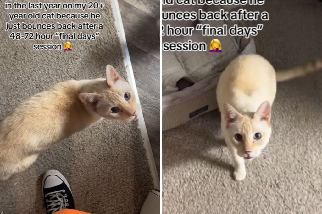 Woman Takes 20-Year-Old Cat To Vet for ‘Final Days’—Shock Over What Happens