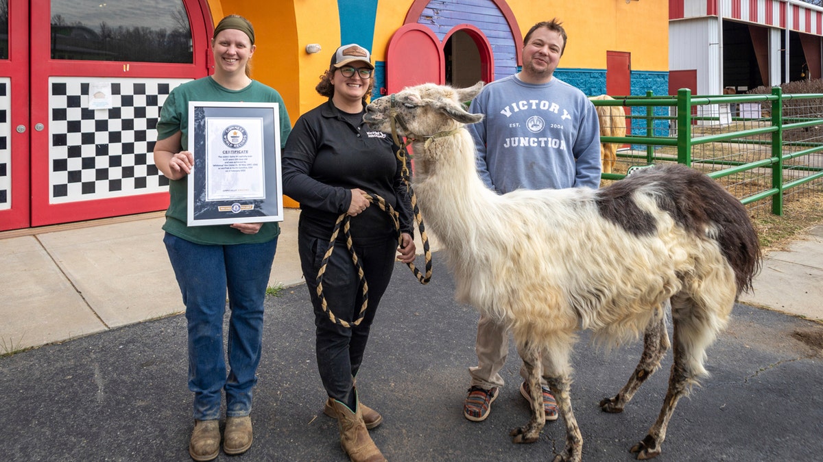 Guinness World Records, declared that Whitetop is the world’s oldest llama in captivity at over 27 years old.