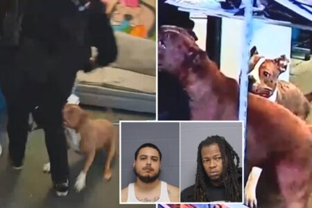 Pit bulls maul cops during wild caught-on-video raid at suspected drug den: ‘This is what police are dealing with’