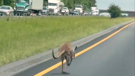 Runaway kangaroo shuts down Alabama interstate highway