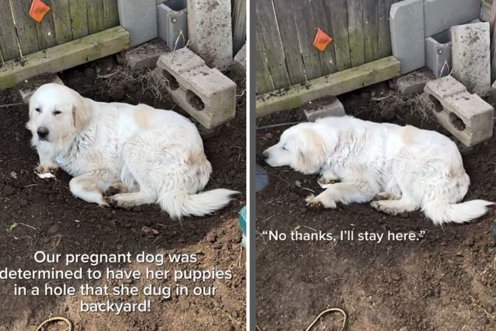 Great Pyrenees Owner All Set for Dog’s Pregnancy, But Pet Had Her Own Plan