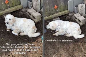 Great Pyrenees Owner All Set for Dog’s Pregnancy, But Pet Had Her Own Plan