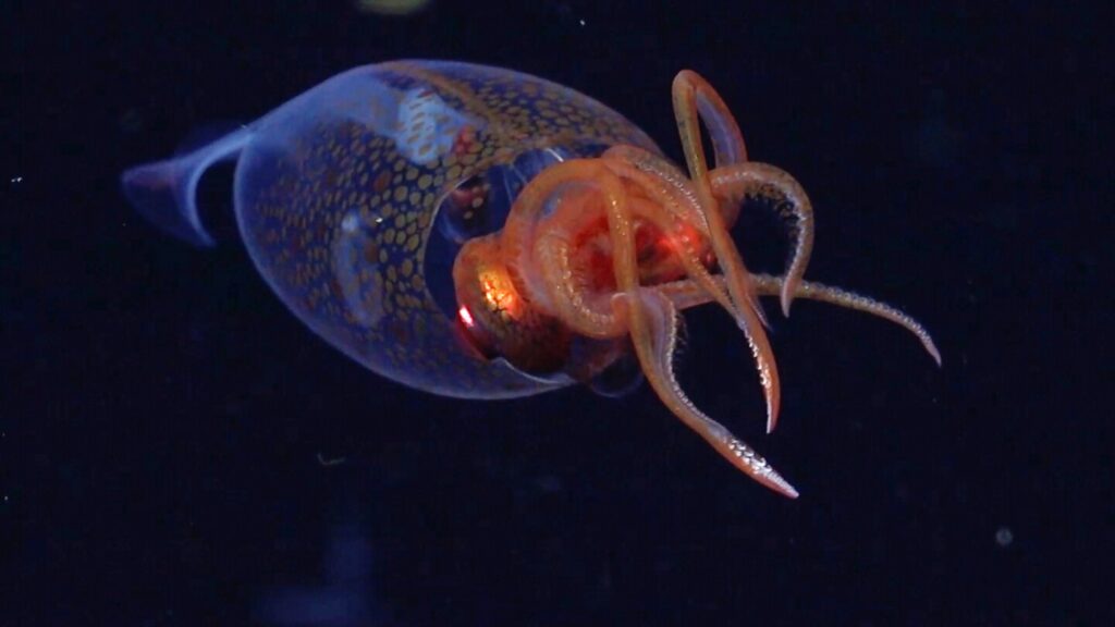 A colossal squid is caught on camera for the first time in the deep sea