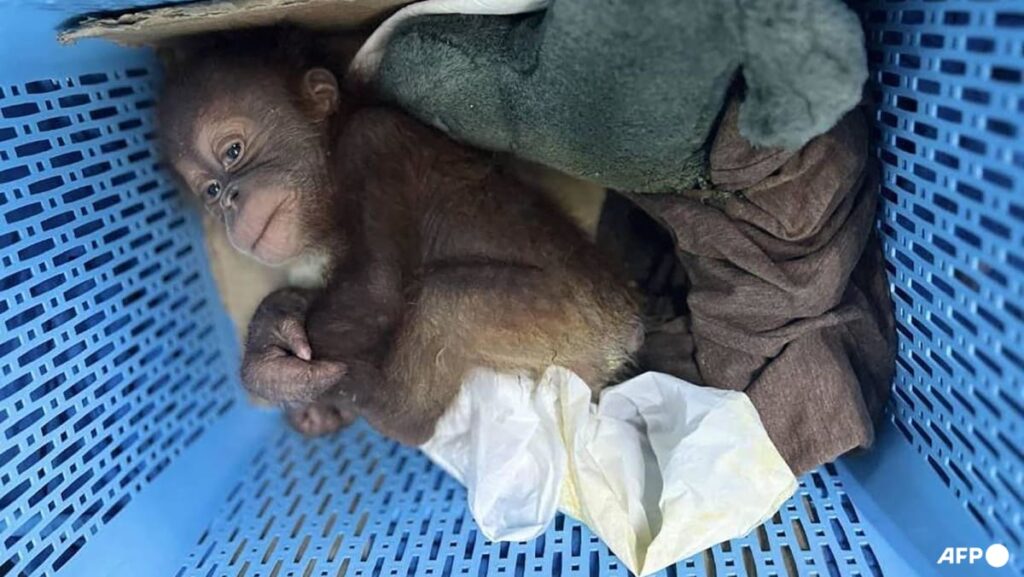 Thai man arrested for smuggling baby orangutans