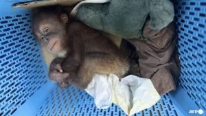 Thai man arrested for smuggling baby orangutans