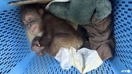 Thai man arrested for smuggling baby orangutans