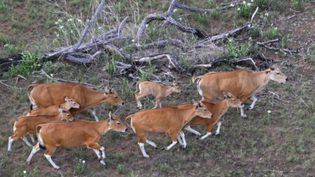 Rare wild cattle herded in Cambodia by helicopter