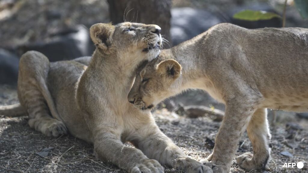 India’s lion population rises by a third