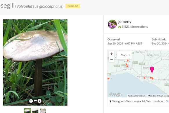 A screenshot of the iNaturalist page that was shown to the jury, showing a species of mushroom that is not a death cap.