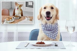 Shocking number of dog owners let their pooch sit at the table, survey reveals