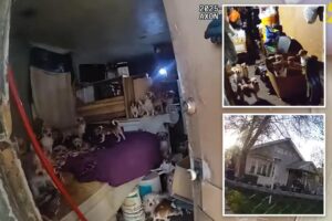 156 dogs, cats rescued from horror home of elderly Utah hoarder — who faces 637 charges of animal abuse
