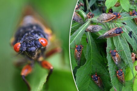 Red-eyed zombie bugs emerge hungry for sex after 17-year slumber — and they’re set to take over these states
