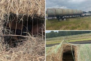 Texas sheriff discovers a dozen migrants hidden inside hay bales during traffic stop of apparent human smuggler