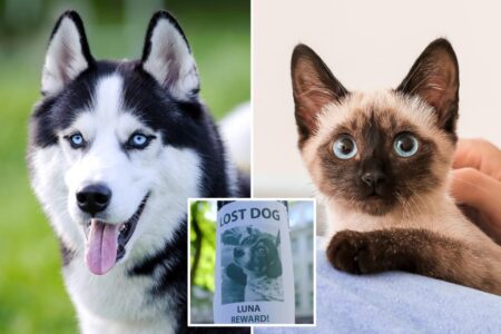 Exclusive | Study finds NJ leads nation in missing cat reports — and it could be due to this reason