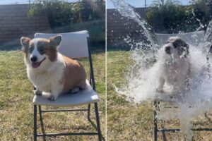 Clueless dog owners slammed by irate animal rights activists over ‘cruel’ new trend: ‘An appalling betrayal’