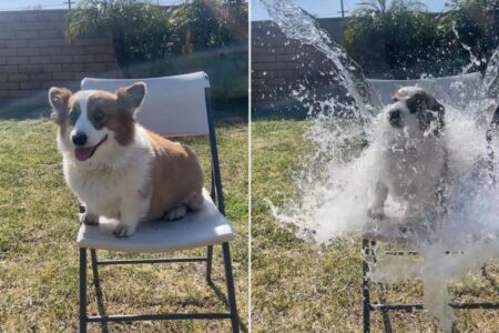 Clueless dog owners slammed by irate animal rights activists over ‘cruel’ new trend: ‘An appalling betrayal’