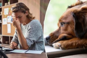 Dog owners who dwell on work stress may pass anxiety to their pooch: study