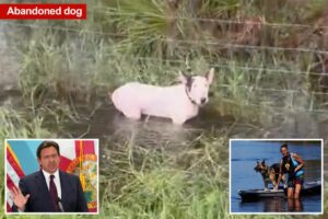 DeSantis signs law on tougher penalties for abandoning pets during disasters